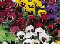 Как садить цветы семенами или луковицами?