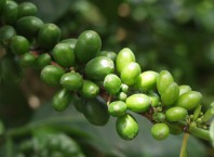 Мы подскажем, где заказать зеленый кофе в Волгограде!