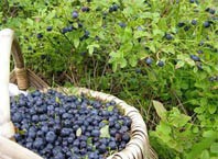 Как вырастить чернику из семян?