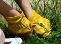 Как вывести сорняки на участке, почему не выходит?