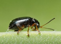 Как избавиться от земляных блох в старых домах?