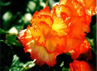 Как посеять бегонию?