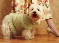 Как связать свитер для собаки?