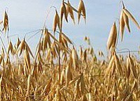 Как использовать овес для лечения аллергии?