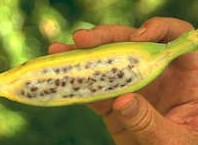 Как вырастить банан из семян дома?