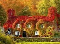 Как провести вертикальное озеленение своими руками?