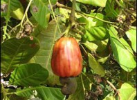 Как растут орехи кешью?