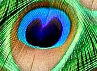 Как выглядит павлин: особенности