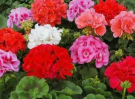 Как вырастить герань из семян в горшке? Как вырастить герань из семян в горшке?