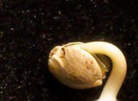 Как прорастает семя гороха?