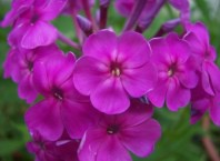 Как вырастить флоксы?