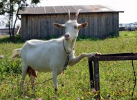 Как лечить мастит в козы?