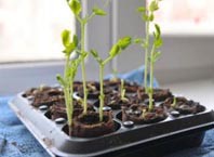 Как вырастить рассаду на подоконные?