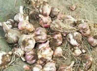 Как снимать урожай, собирать чеснок?