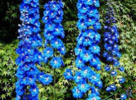 Как посадить дельфиниум семенами: сорт Синеокий