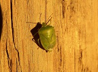 Как найти клопов?