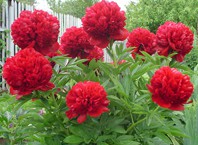 Как присматривать за пионами?