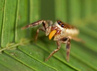 Как передвигается паук?