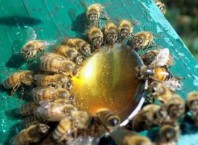 Как приготовить сироп для пчел весной?