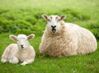 Как кормить овец: рацион, особенности