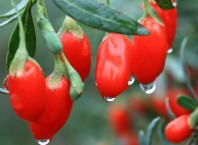 Где растут ягоды годжи: все о целебном растению