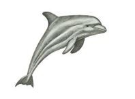 Как нарисовать дельфина карандашом поэтапно?