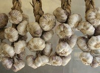 Как дольше сохранить, сохранять чеснок зимой?