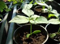 Как пикировать перец перед высадкой в грунт?