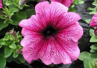 Как вырастить петунию из семян?