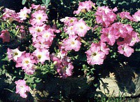 Как вырастить пеларгонию из семян?