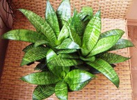 Как размножается щучий хвост?