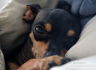 Как назвать пинчера мальчика?