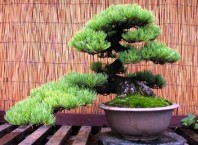 Как вырастить можжевельник в домашних условиях?