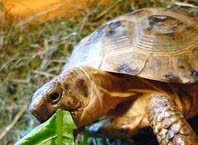 Как правильно кормить черепаху?