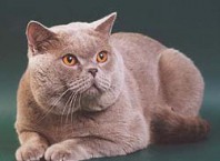 Как назвать шотландскую кошку?