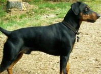 Как воспитывать пинчера: практические рекомендации