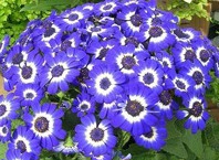 Как вырастить цинерарию из семян?