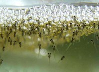 Как поймать мальков в аквариуме?